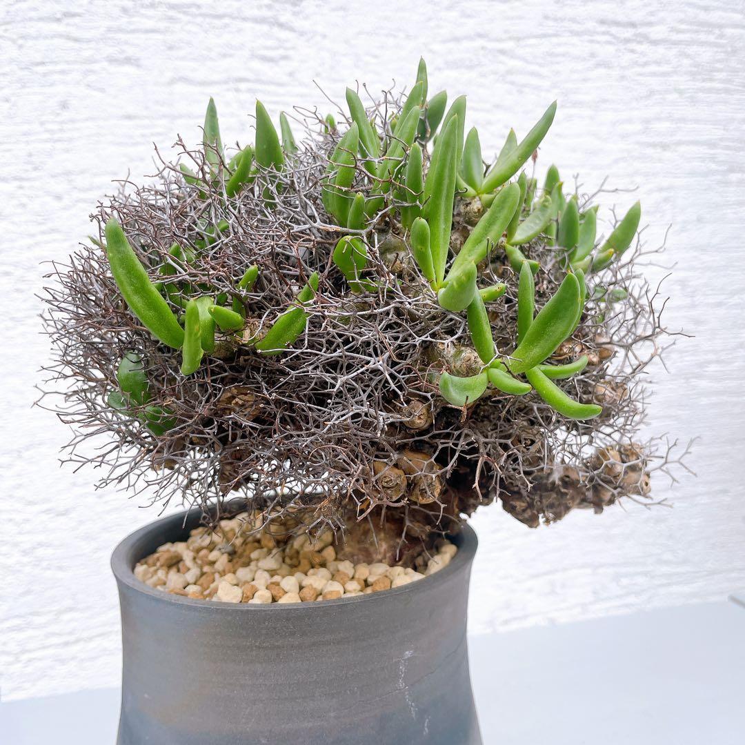 チレコドン　万物想　レティキュラータス　発根済 極美特大株 現地球