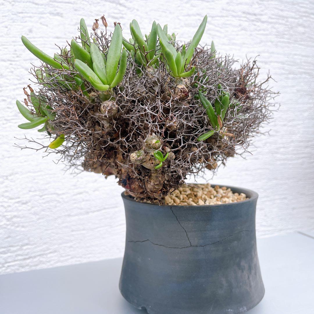 チレコドン　万物想　レティキュラータス　発根済 極美特大株 現地球