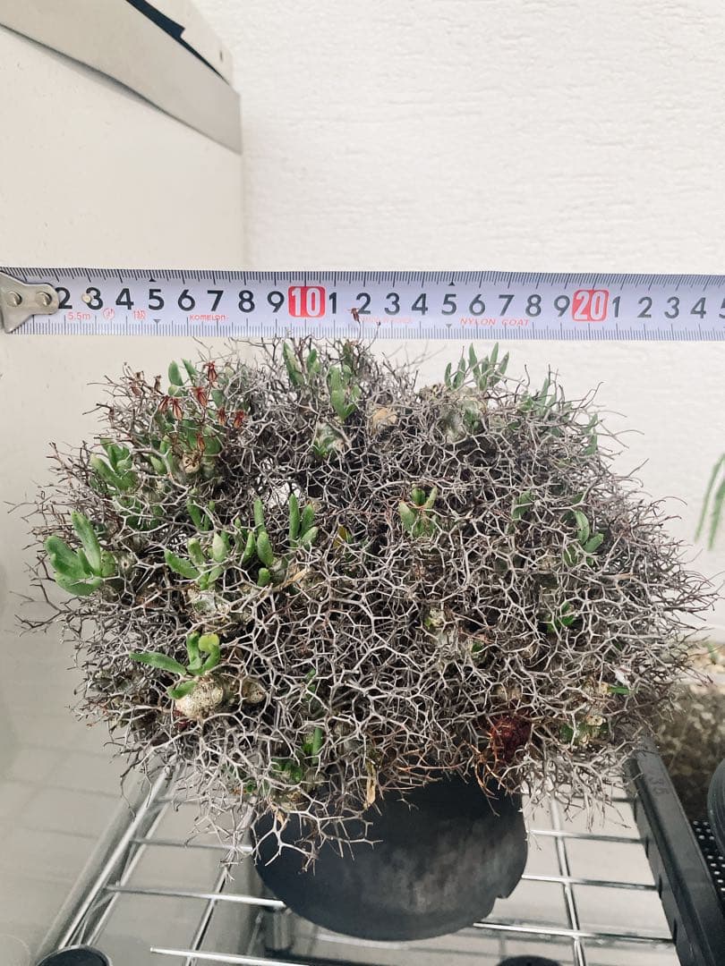 チレコドン　万物想　レティキュラータス　発根済 極美特大株 現地球