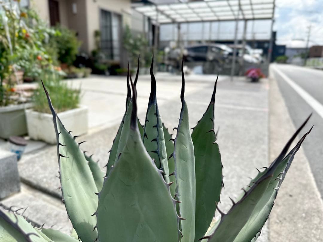 【親株出品】特大アガベ　パリーハイブリッド