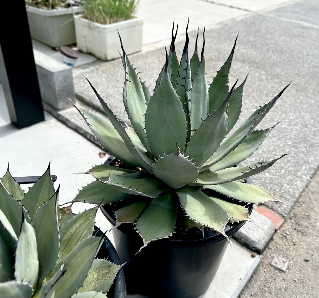 【親株出品】特大アガベ　パリーハイブリッド