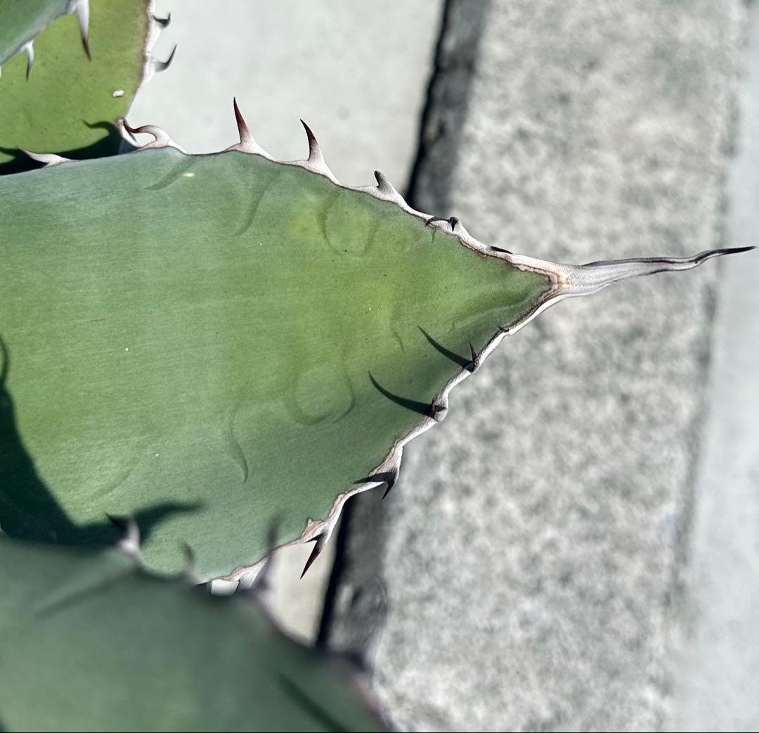 【親株出品】特大アガベ　パリーハイブリッド