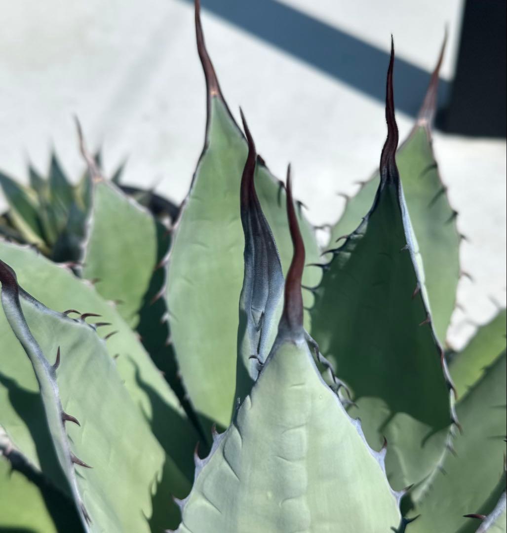 【親株出品】特大アガベ　パリーハイブリッド