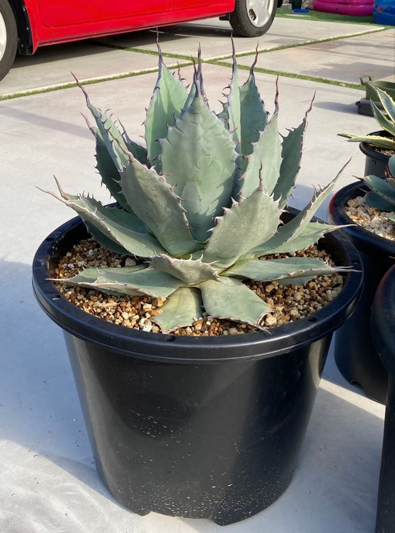 【親株出品】特大アガベ　パリーハイブリッド