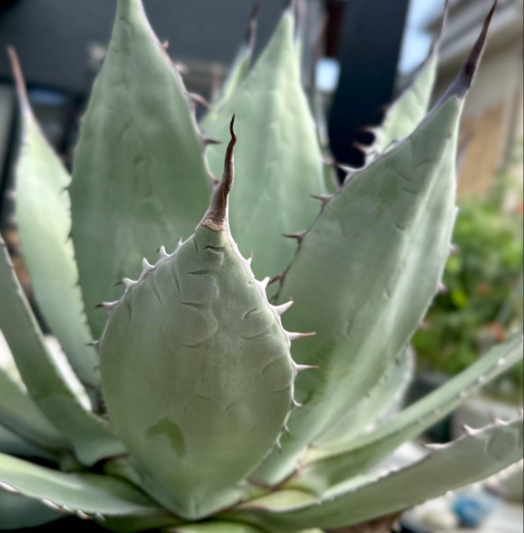 【親株出品】特大アガベ　パリーハイブリッド