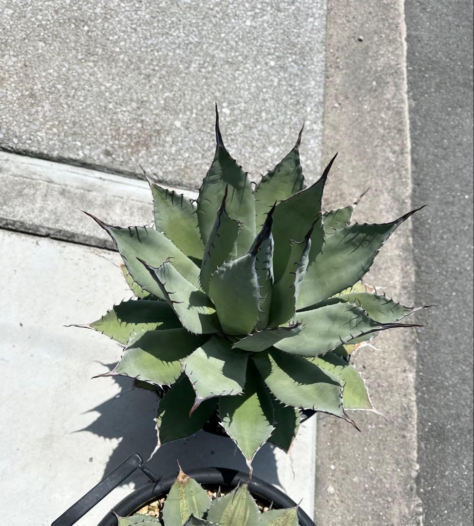 【親株出品】特大アガベ　パリーハイブリッド