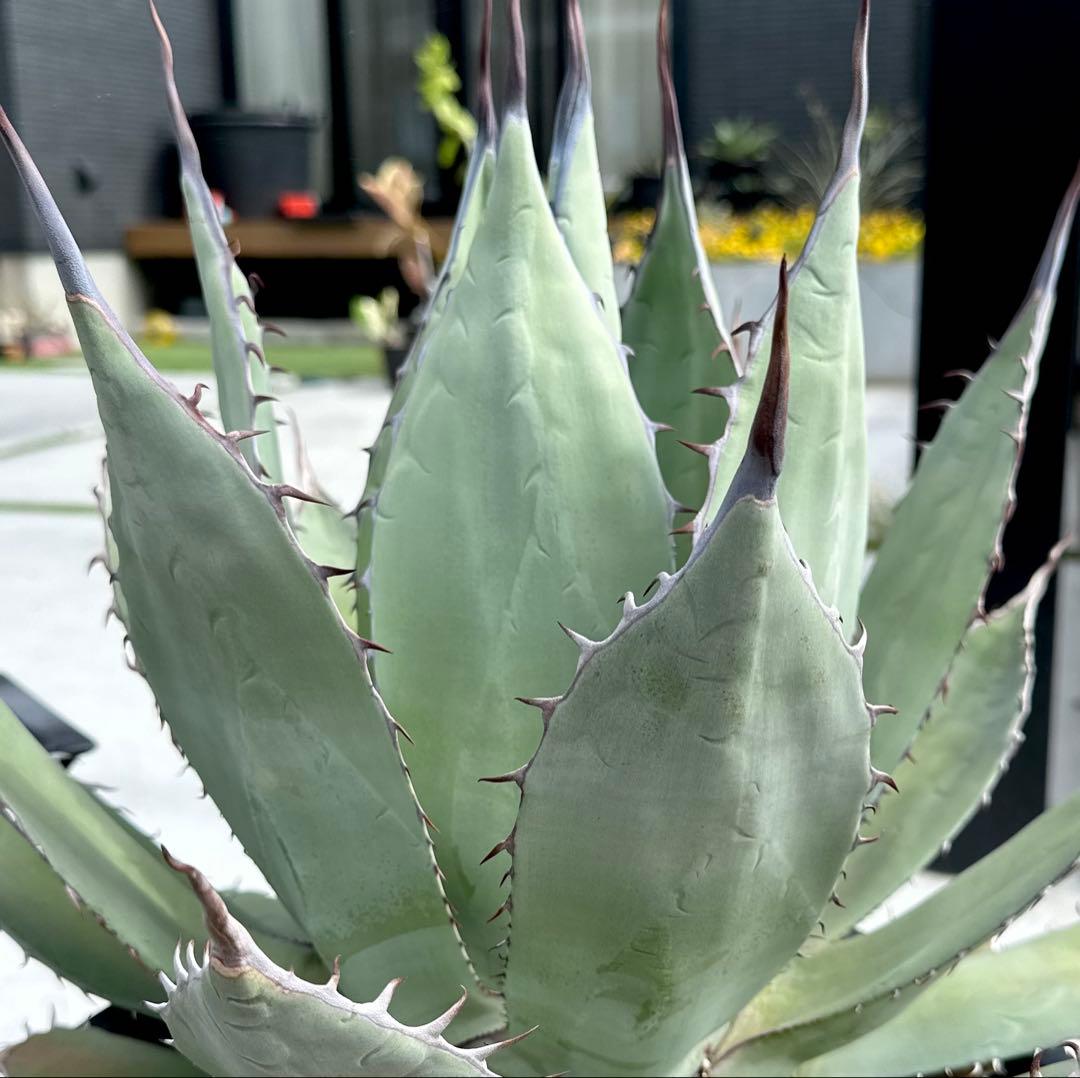 【親株出品】特大アガベ　パリーハイブリッド
