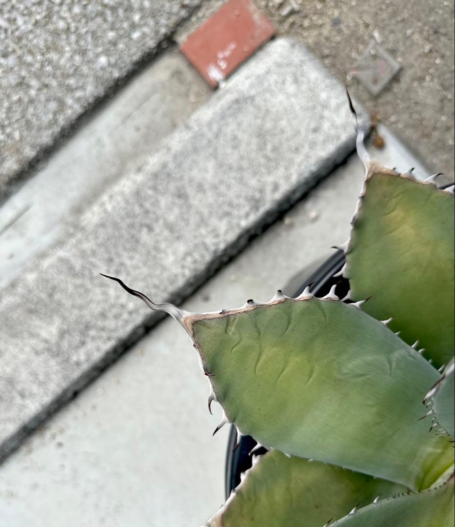 【親株出品】特大アガベ　パリーハイブリッド