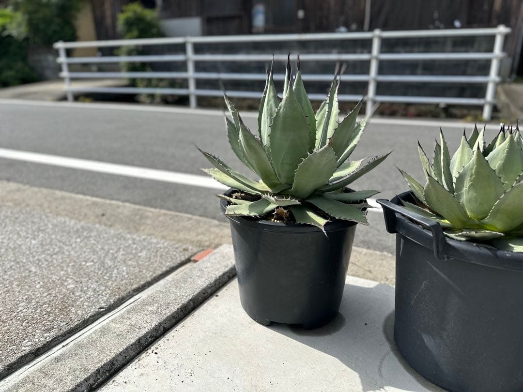 【親株出品】特大アガベ　パリーハイブリッド