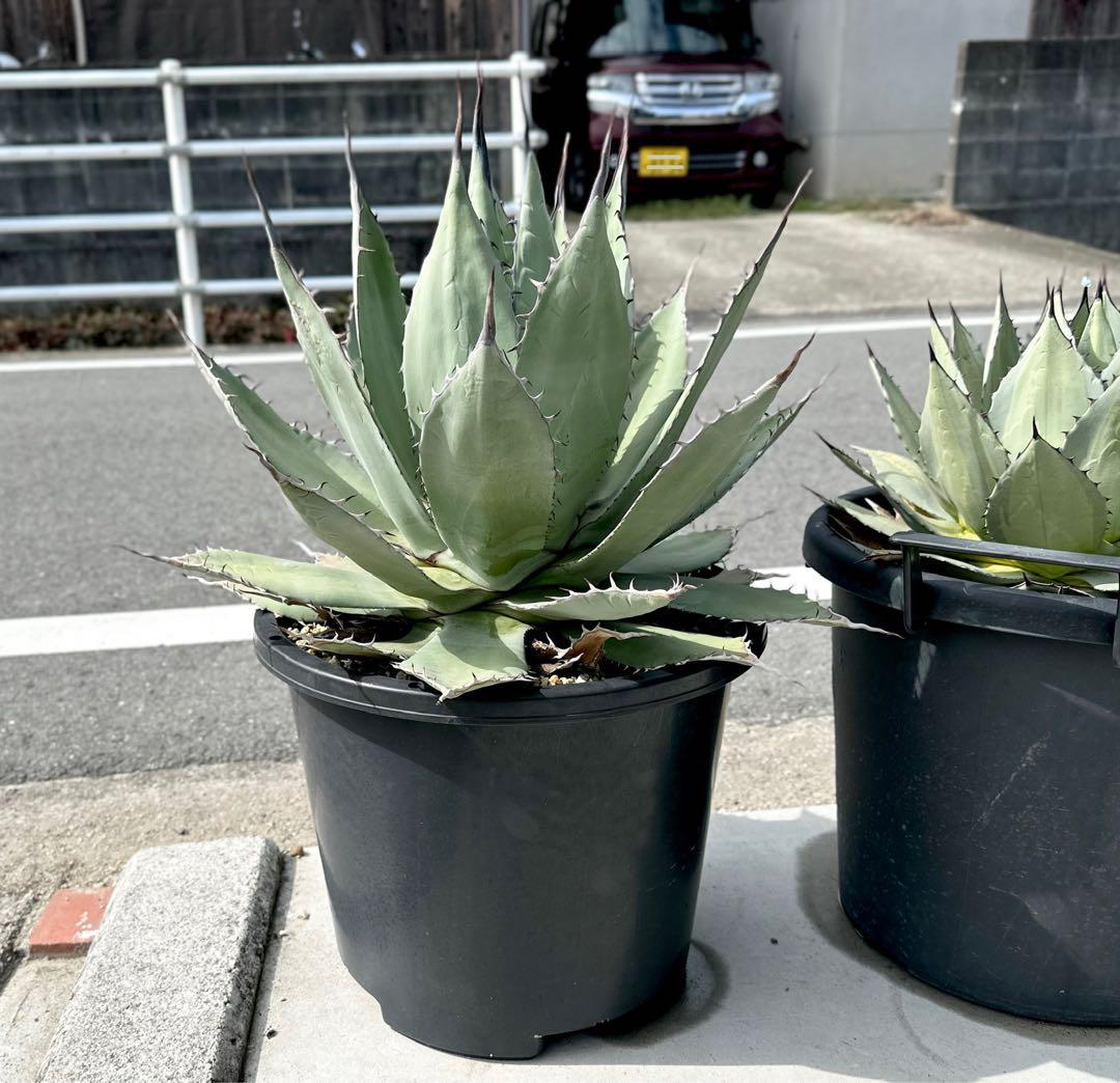 【親株出品】特大アガベ　パリーハイブリッド