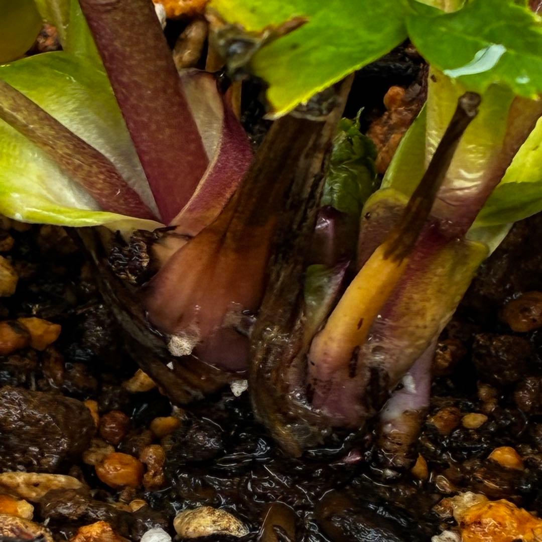 タ*ン様 3500❤️沢山☘️蕾花タグ付☘️ボリュームSD⭐️超小輪⭐️オーレア