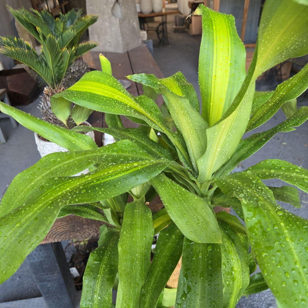 ⑮　ドラセナ　マッサンゲアナ　８号　４株植え　最高等級