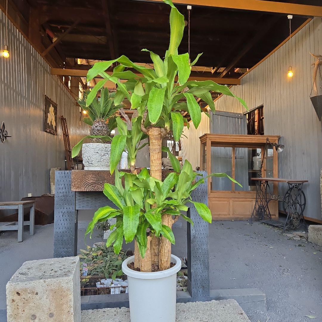 ⑮　ドラセナ　マッサンゲアナ　８号　４株植え　最高等級