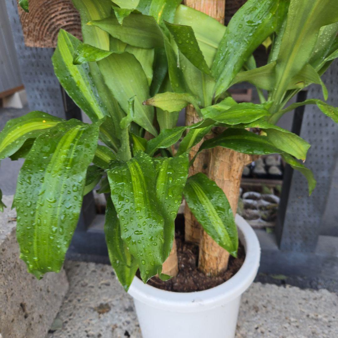 ⑮　ドラセナ　マッサンゲアナ　８号　４株植え　最高等級