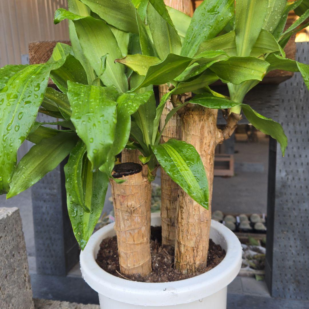 ⑮　ドラセナ　マッサンゲアナ　８号　４株植え　最高等級