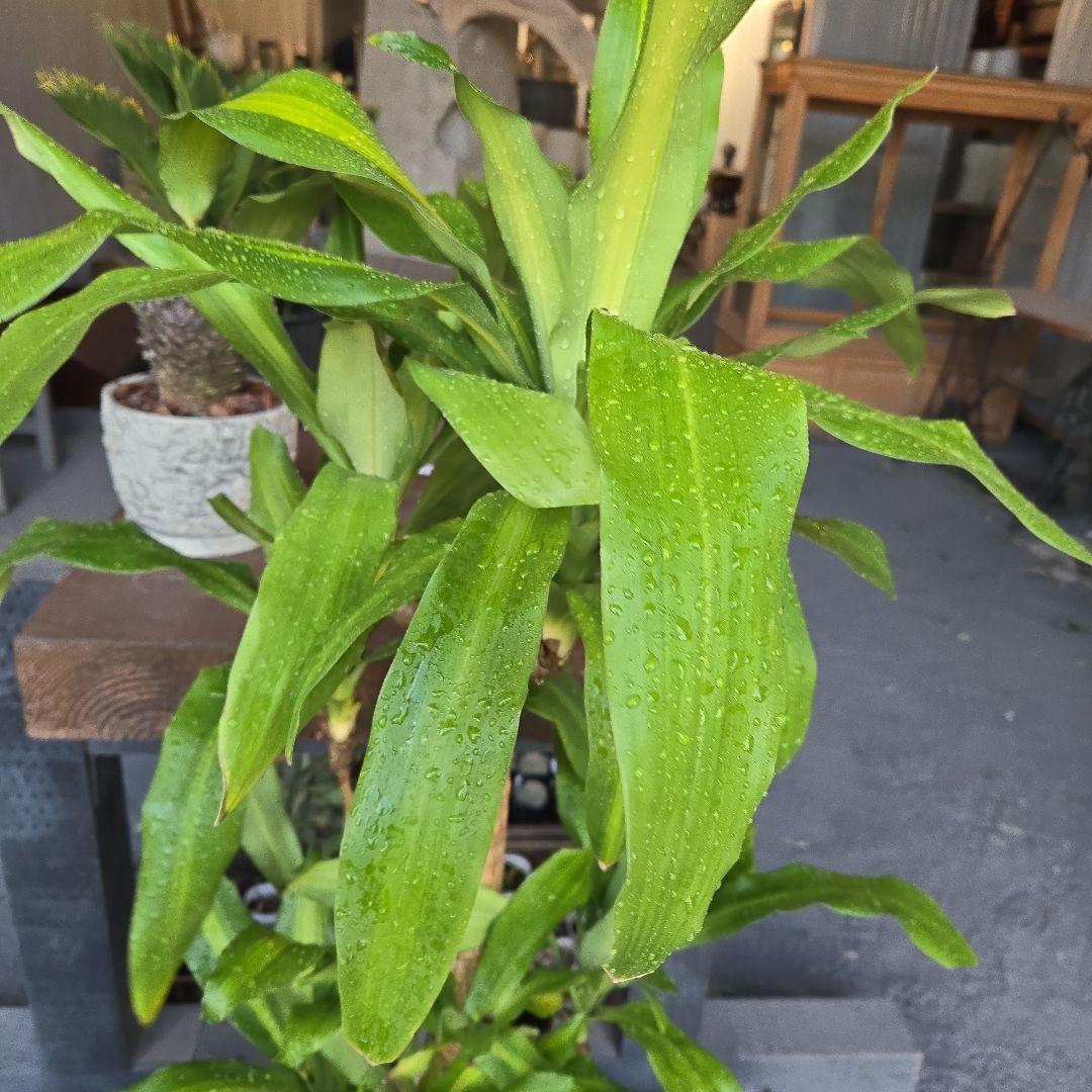 ⑮　ドラセナ　マッサンゲアナ　８号　４株植え　最高等級