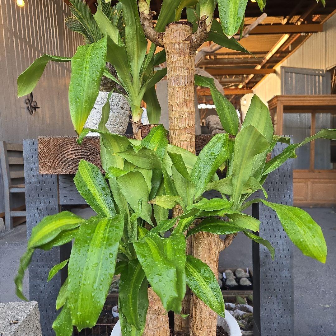 ⑮　ドラセナ　マッサンゲアナ　８号　４株植え　最高等級