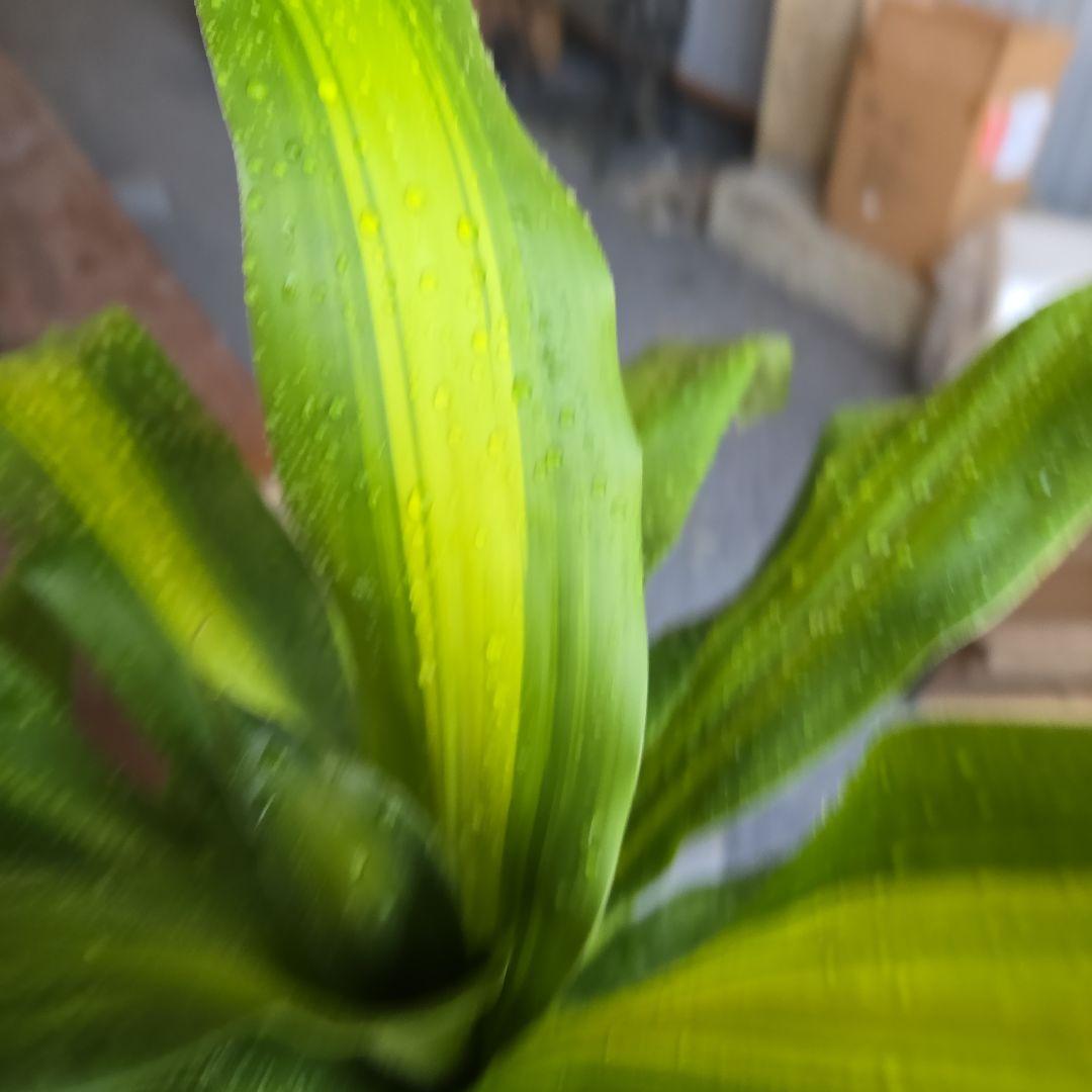 ⑮　ドラセナ　マッサンゲアナ　８号　４株植え　最高等級