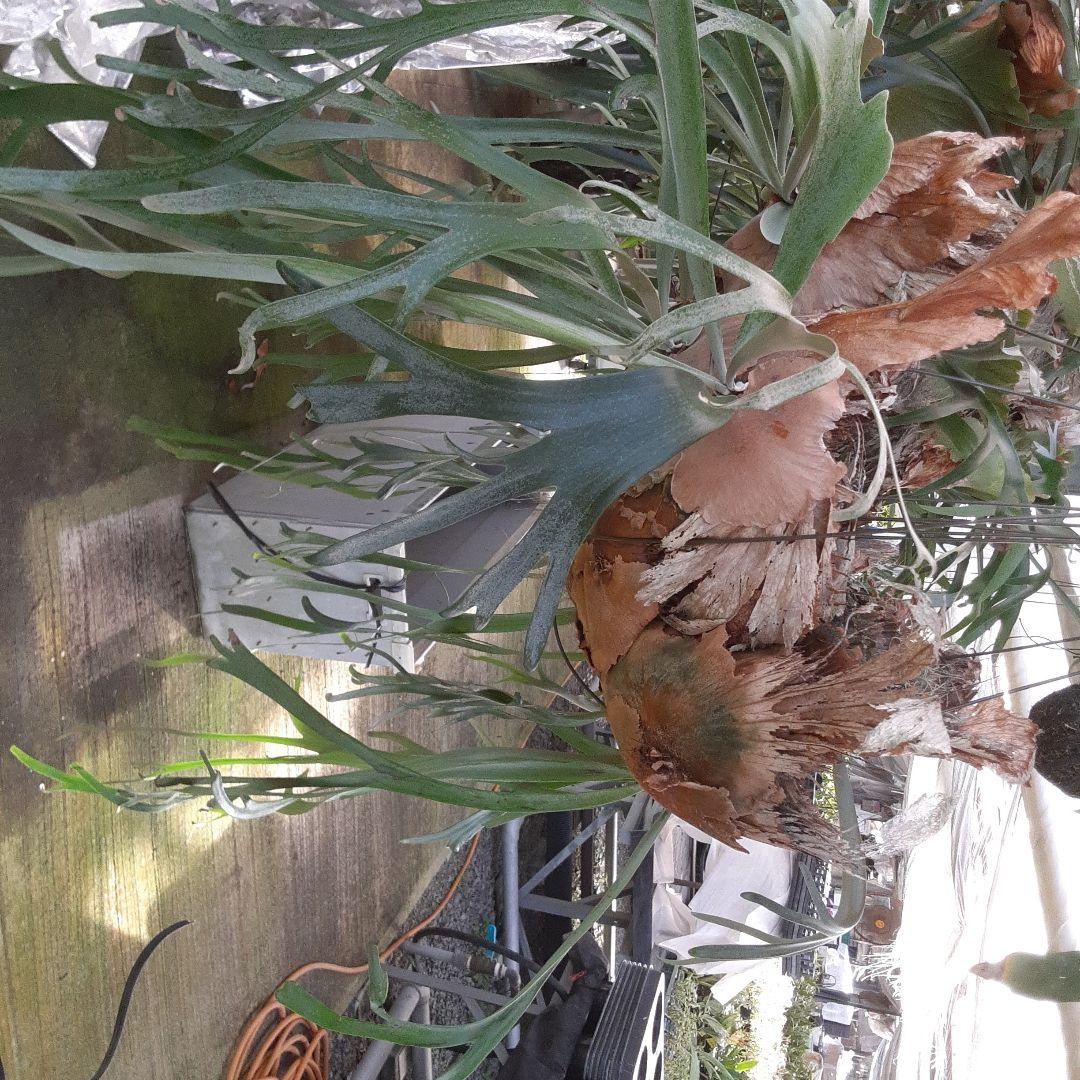 ウイリンキー　ビカクシダ