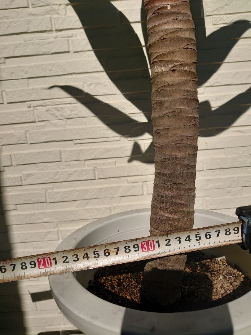 アガベ アテナータ 極太 大株