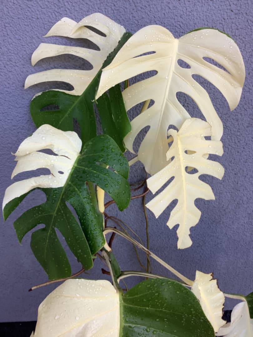 特大斑入りモンステラ（ボルシギアナ種）根上がり株【現品】: プラ鉢のまま発送