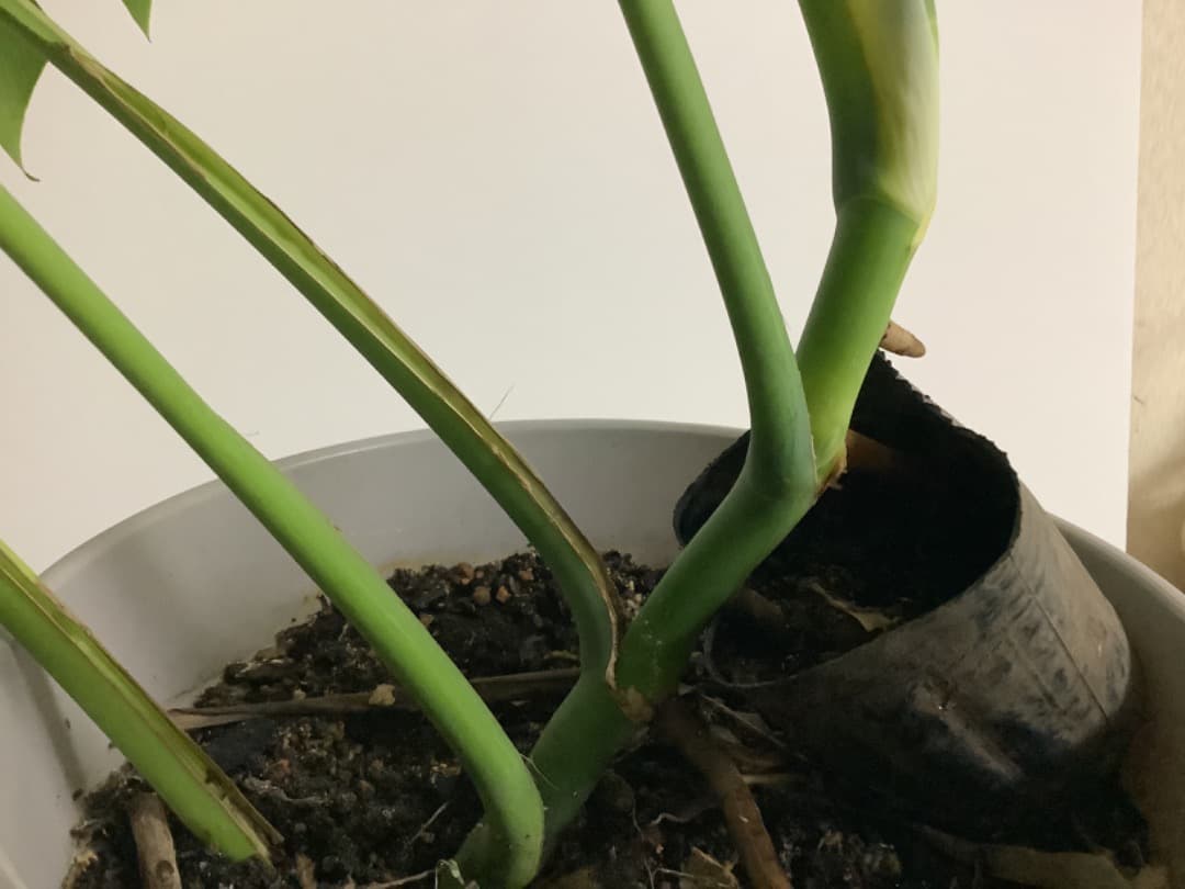 特大斑入りモンステラ（ボルシギアナ種）根上がり株【現品】: プラ鉢のまま発送