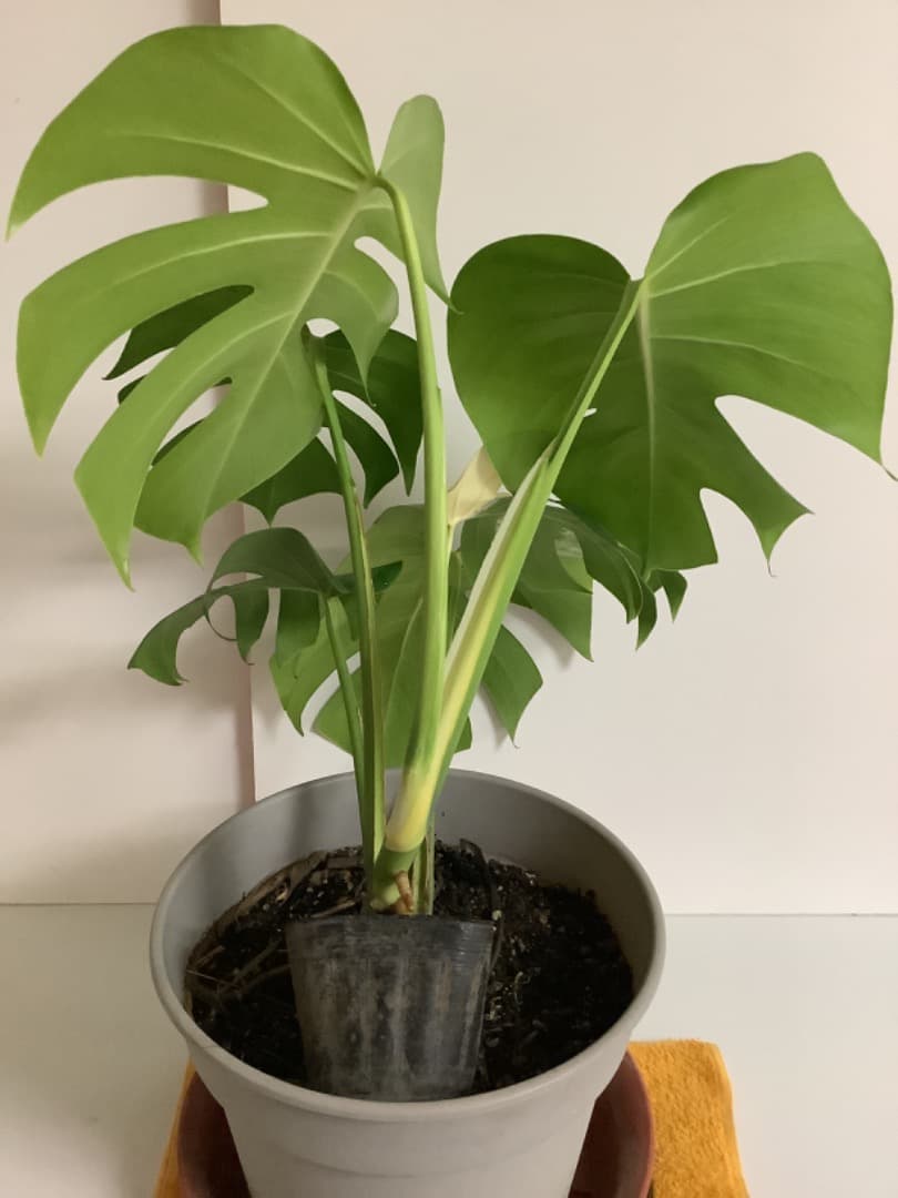 特大斑入りモンステラ（ボルシギアナ種）根上がり株【現品】: プラ鉢のまま発送