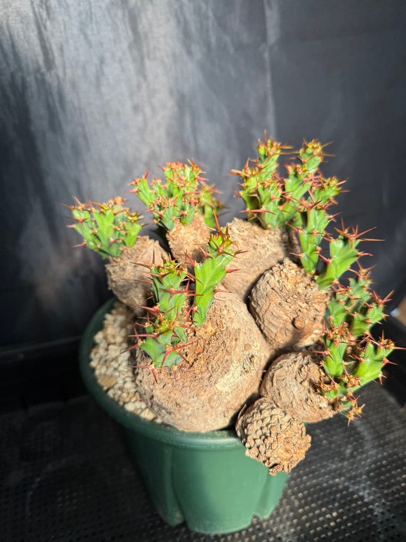 ③発根済み　ユーフォルビア　クラビゲラ