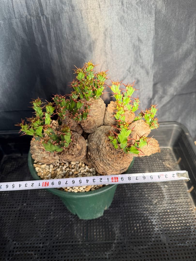 ③発根済み　ユーフォルビア　クラビゲラ