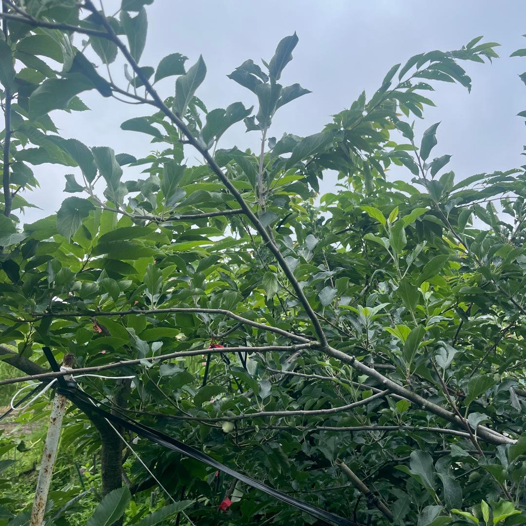 栗の木　天津甘栗　成木　果樹 健康的な苗木