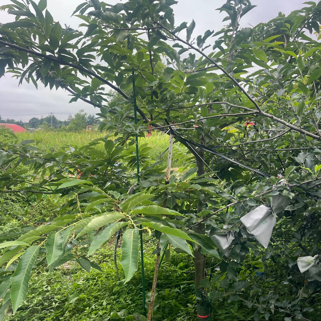 栗の木　天津甘栗　成木　果樹 健康的な苗木