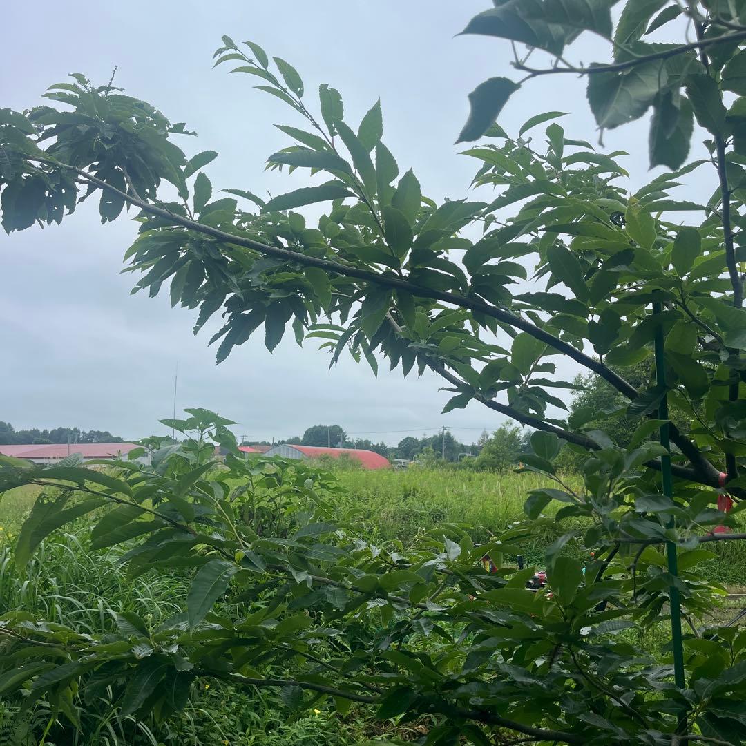 栗の木　天津甘栗　成木　果樹 健康的な苗木