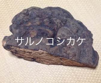 さるのこしかけ