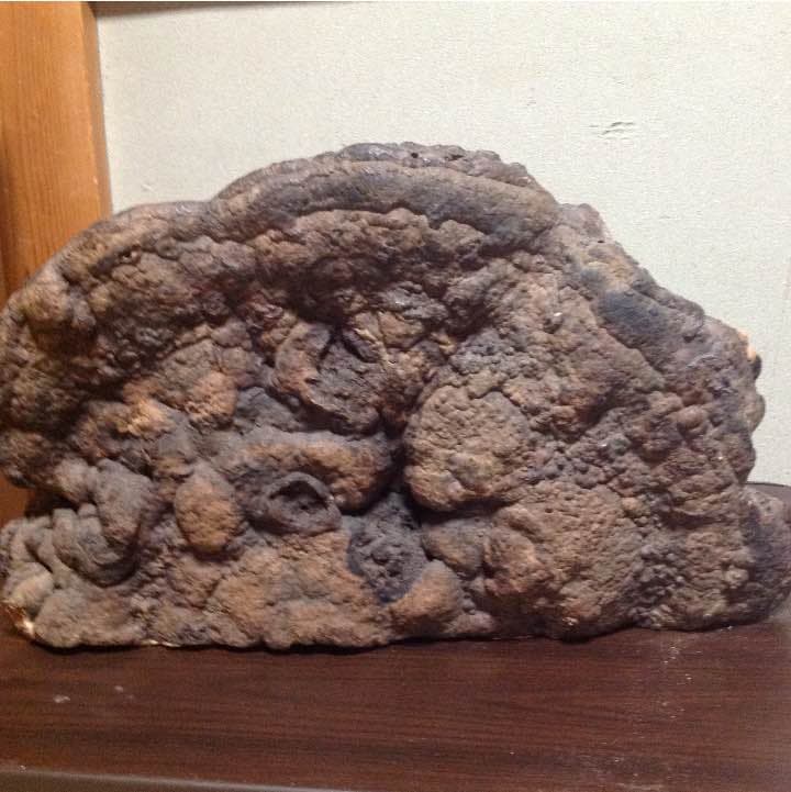 さるのこしかけ