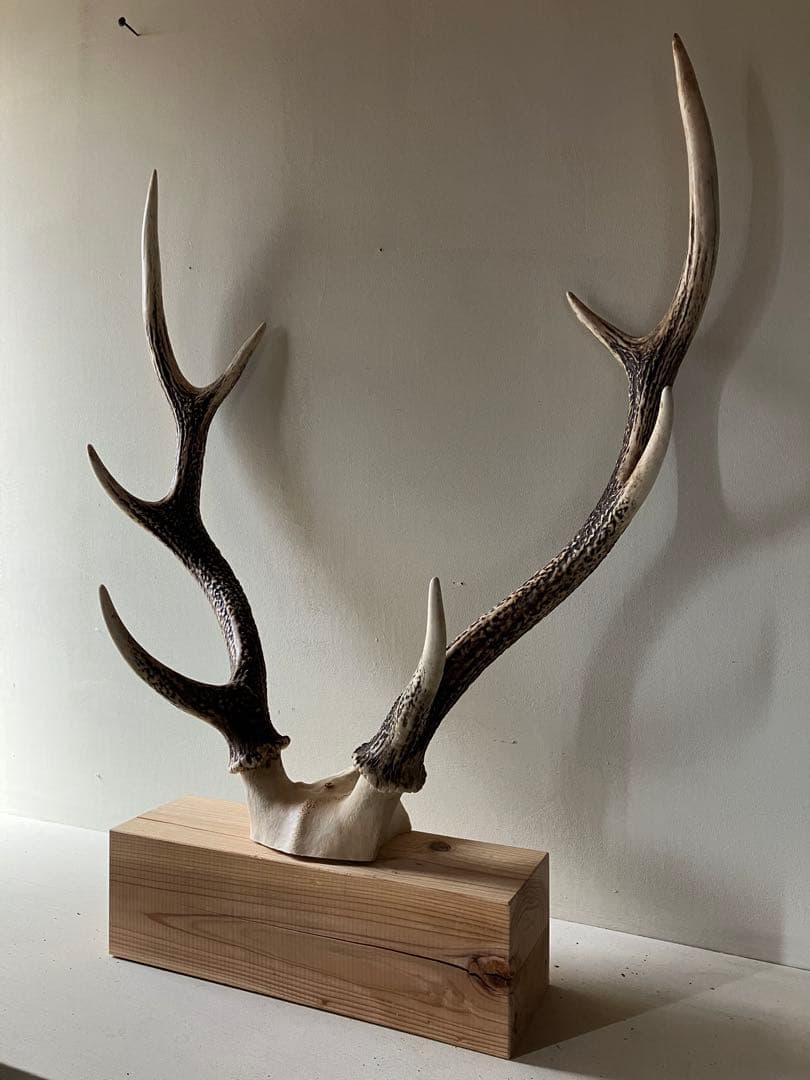 鹿の角　大型ペア　 台座付き　自然素材　一点物　信州森の野生鹿