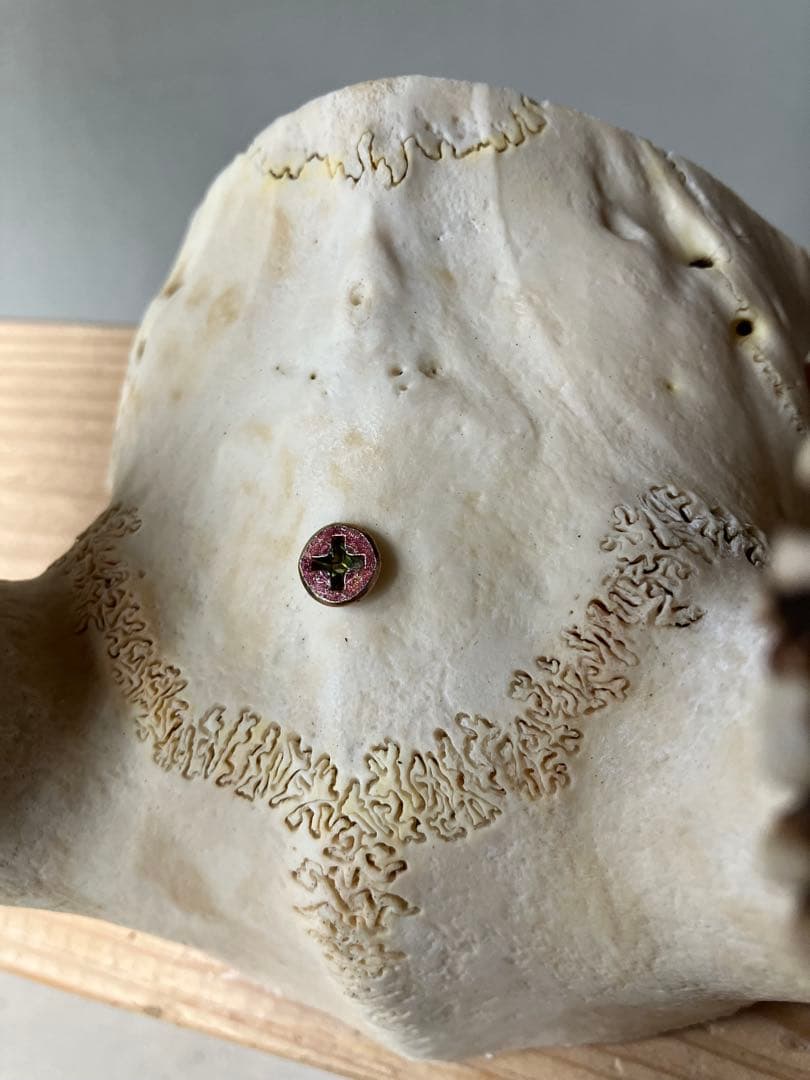 鹿の角　大型ペア　 台座付き　自然素材　一点物　信州森の野生鹿