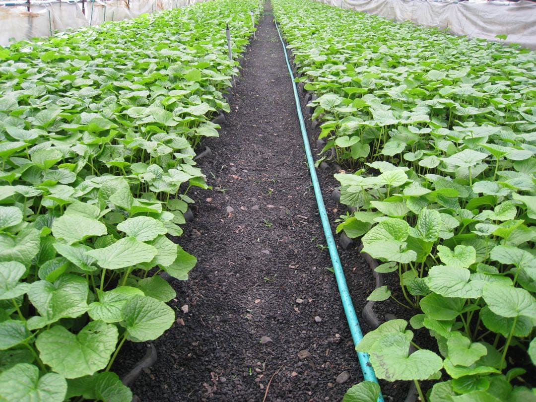 静岡県産　わさび苗　１０００本　ワサビ　苗