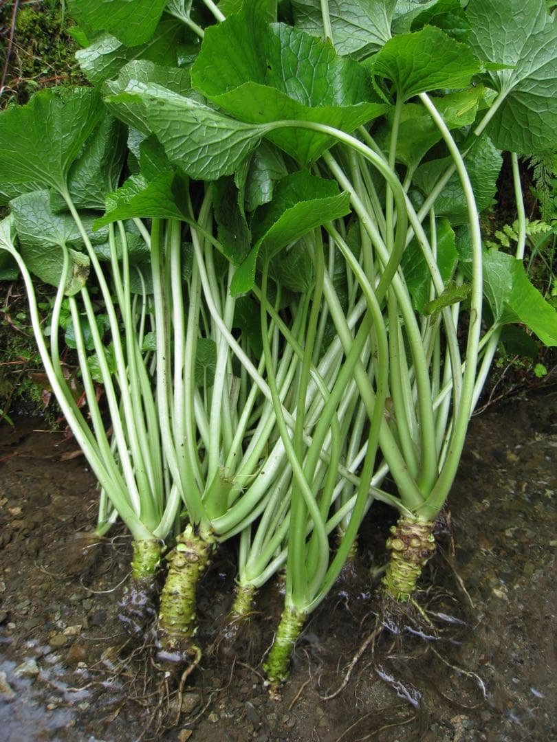 静岡県産　わさび苗　１０００本　ワサビ　苗