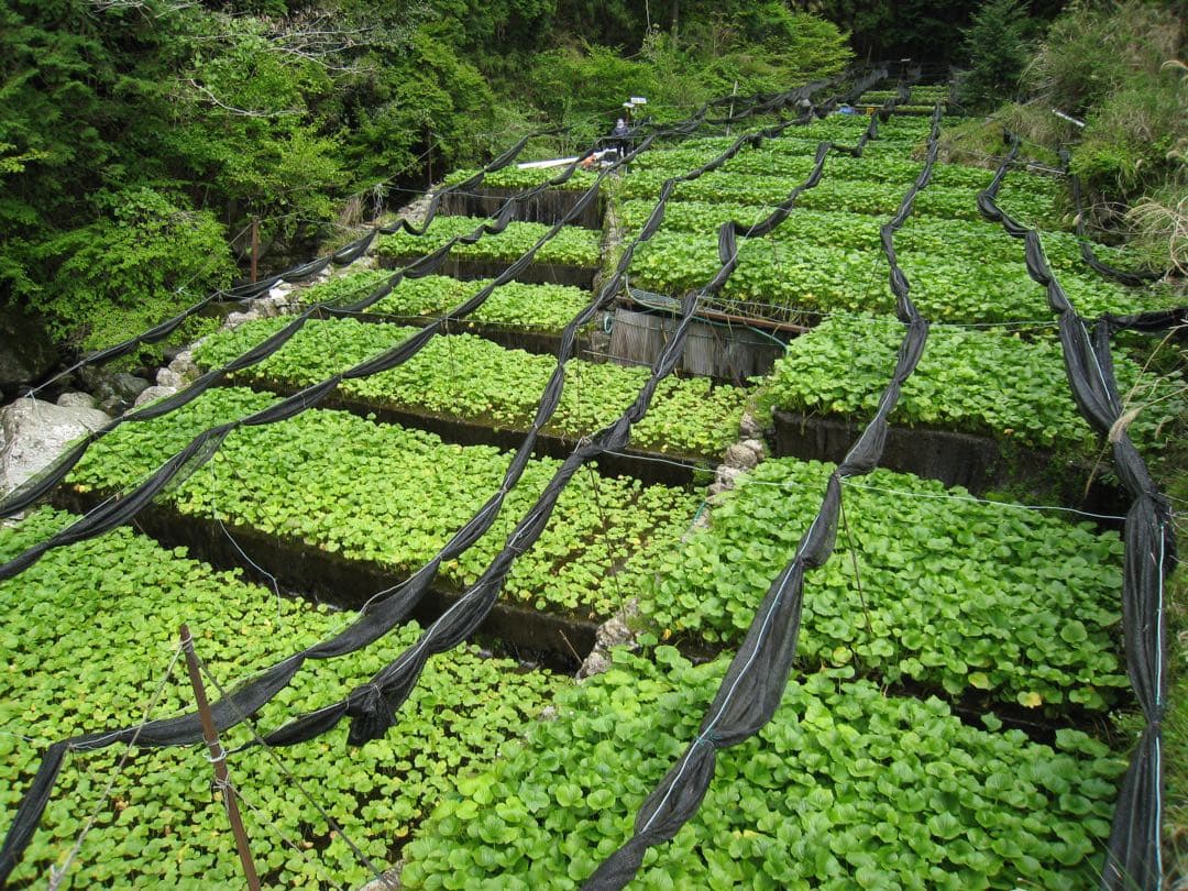 静岡県産　わさび苗　１０００本　ワサビ　苗