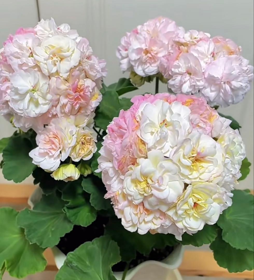 超珍しい品種ゼラニウム　日本初ゼラニウム苗　MT01