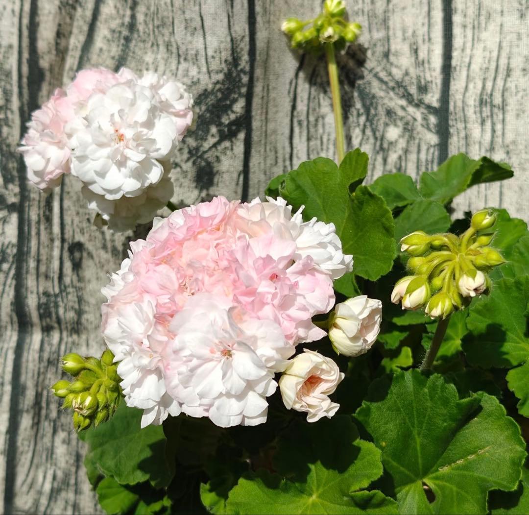 超珍しい品種ゼラニウム　日本初ゼラニウム苗　MT01