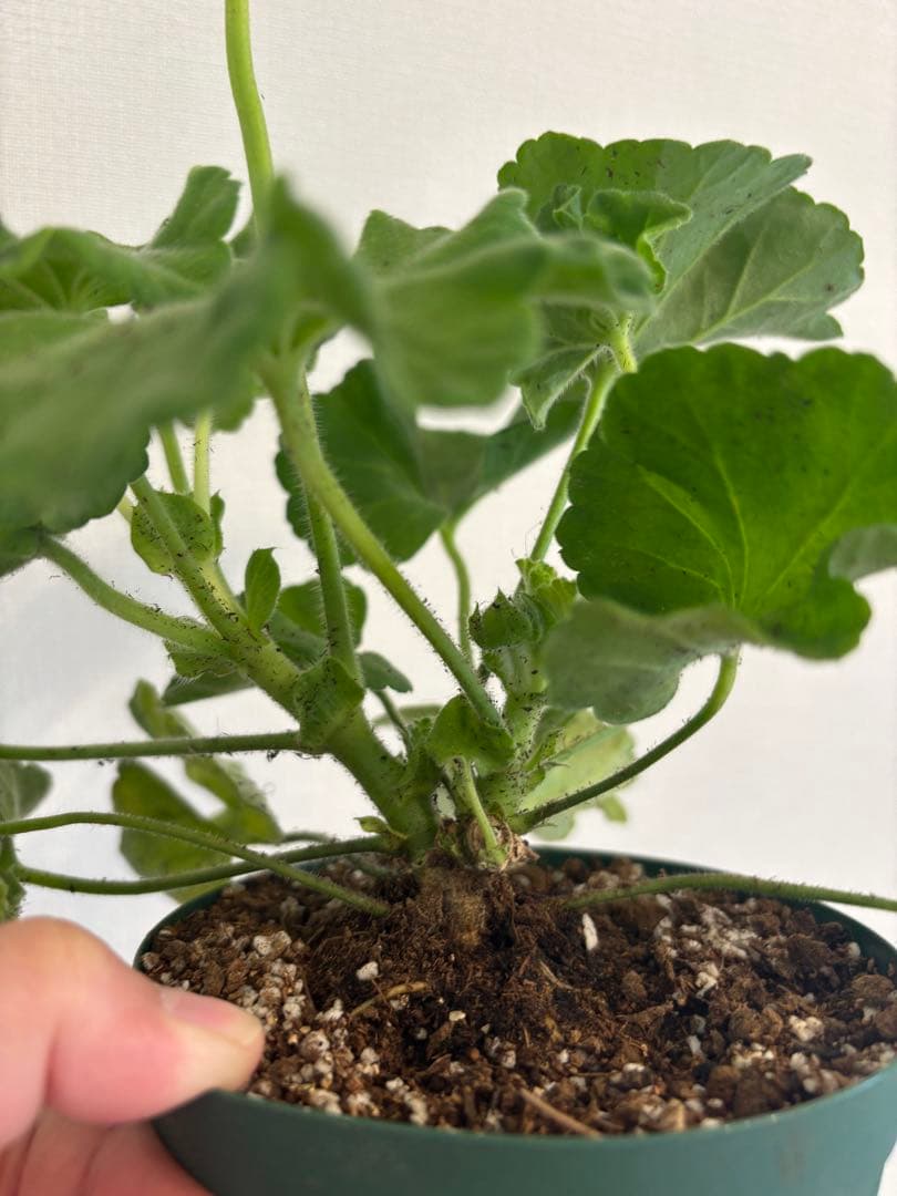 超珍しい品種ゼラニウム　日本初ゼラニウム苗　MT01