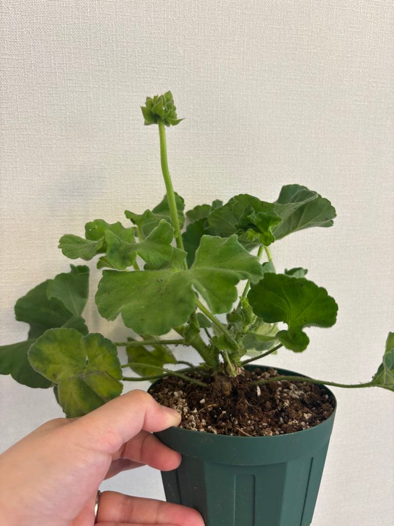 超珍しい品種ゼラニウム　日本初ゼラニウム苗　MT01