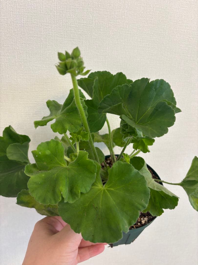 超珍しい品種ゼラニウム　日本初ゼラニウム苗　MT01