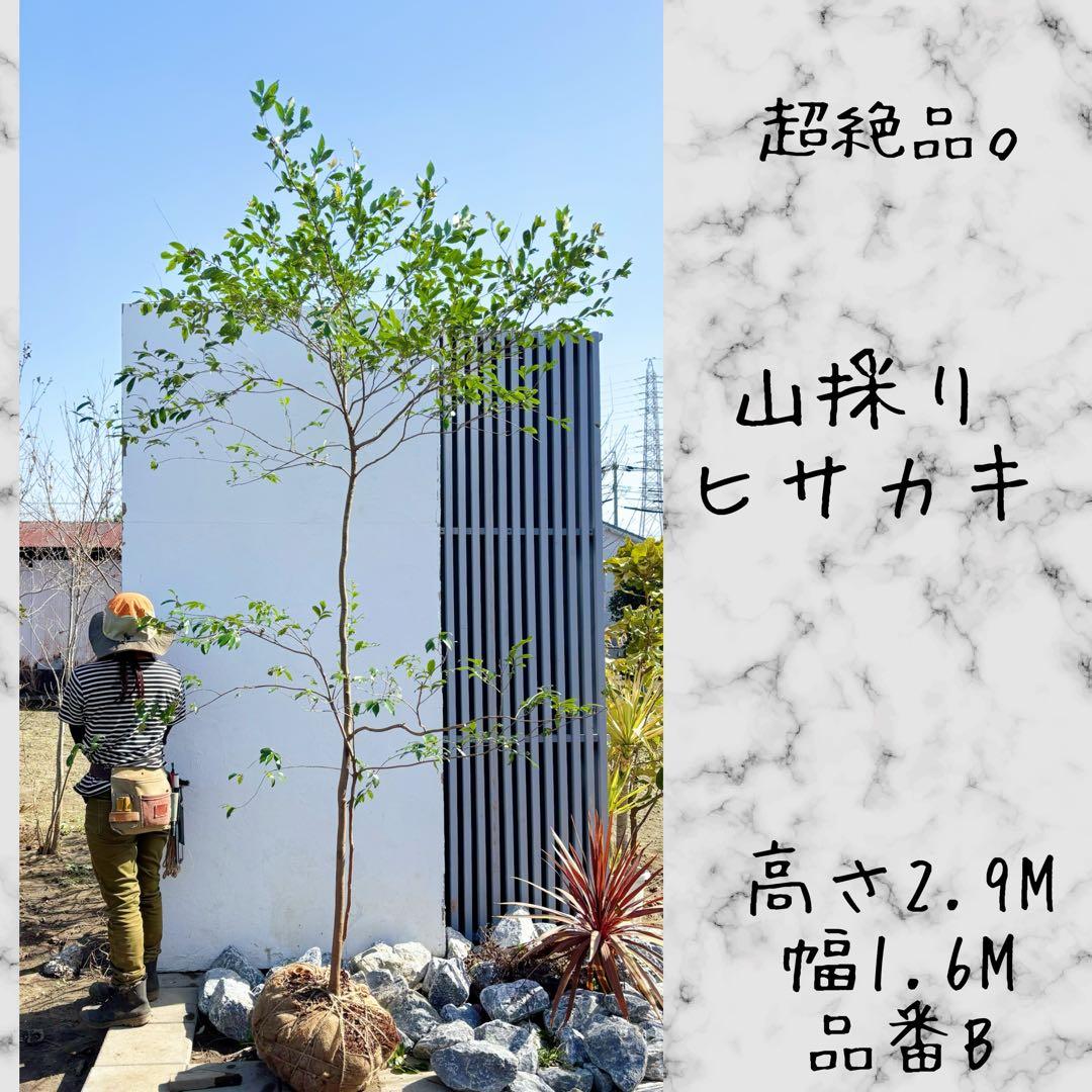 超絶品。山採りヒサカキ2.9M(鉢底から)品番B - メルカリ