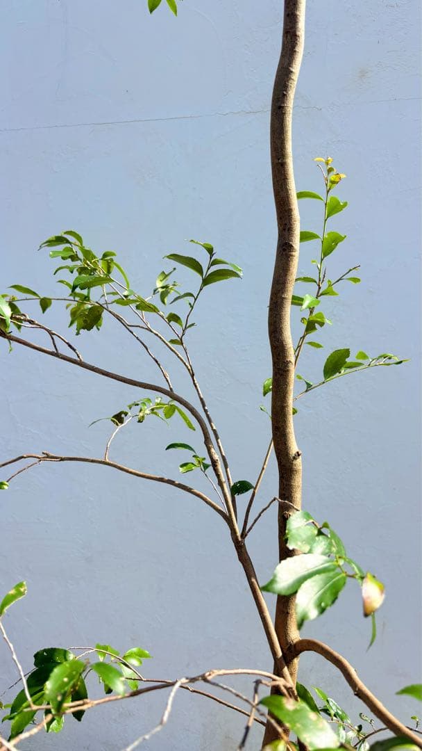 超絶品。山採りヒサカキ2.9M(鉢底から)品番B - メルカリ