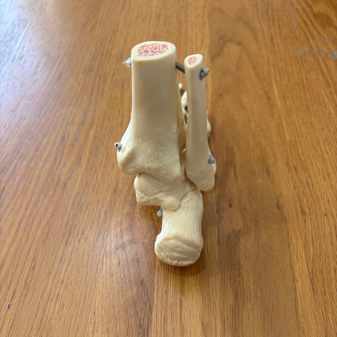 ソムソ SOMSO 足関節 ゴム可動式 骨格模型 理学療法士 PT