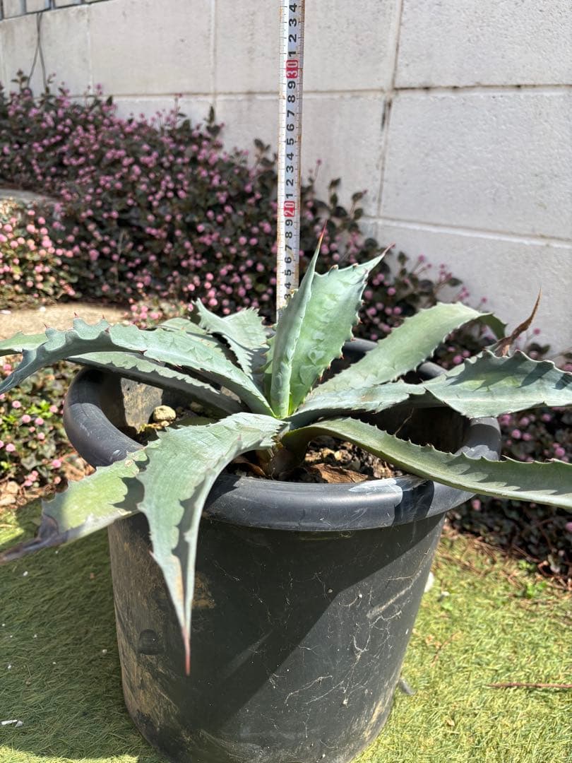 アガベ プロトアメリカーナ ファンキートゥース シルバー 65cm 現地