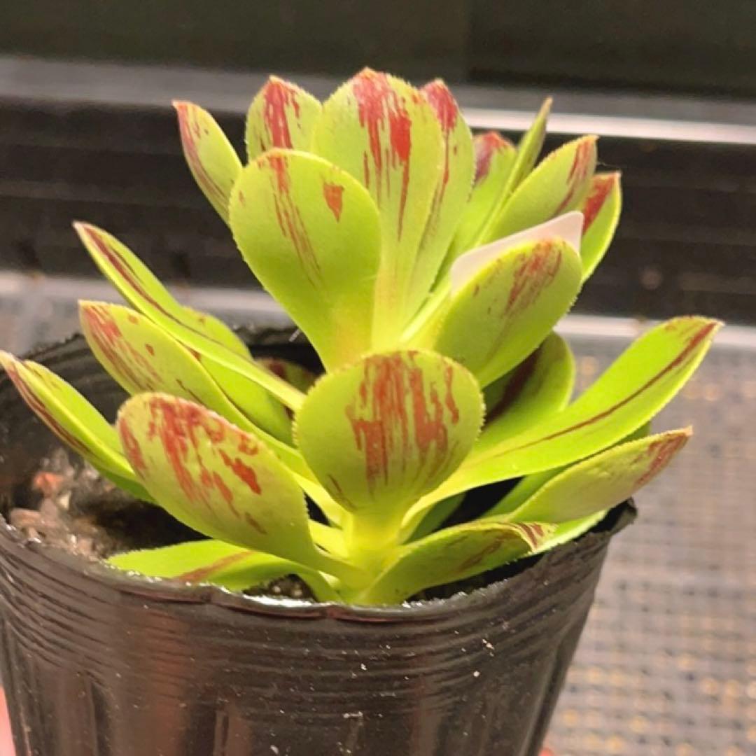 35#多肉植物アエオニウム錦❤️碧火❤️1大頭9cm 拔き苗 - メルカリ