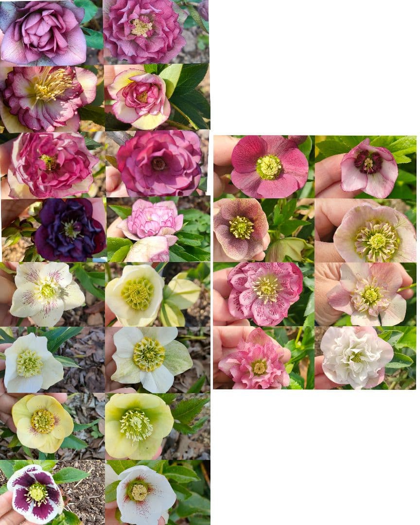 クリスマスローズ抜き苗 発芽苗 30本 - メルカリ